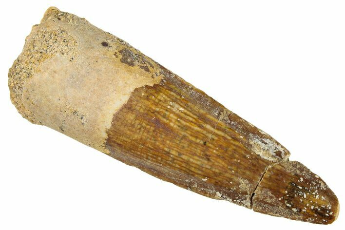 Juvenile Fossil Spinosaurus Tooth - Real Dinosaur Tooth #296889